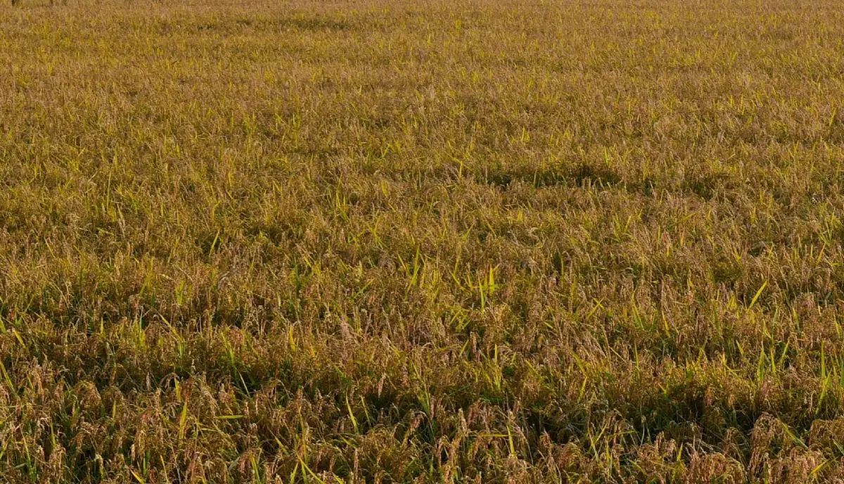 Agricoltura, Assofertilizzanti “Da stop urea rischio perdite fino a 45%” - 