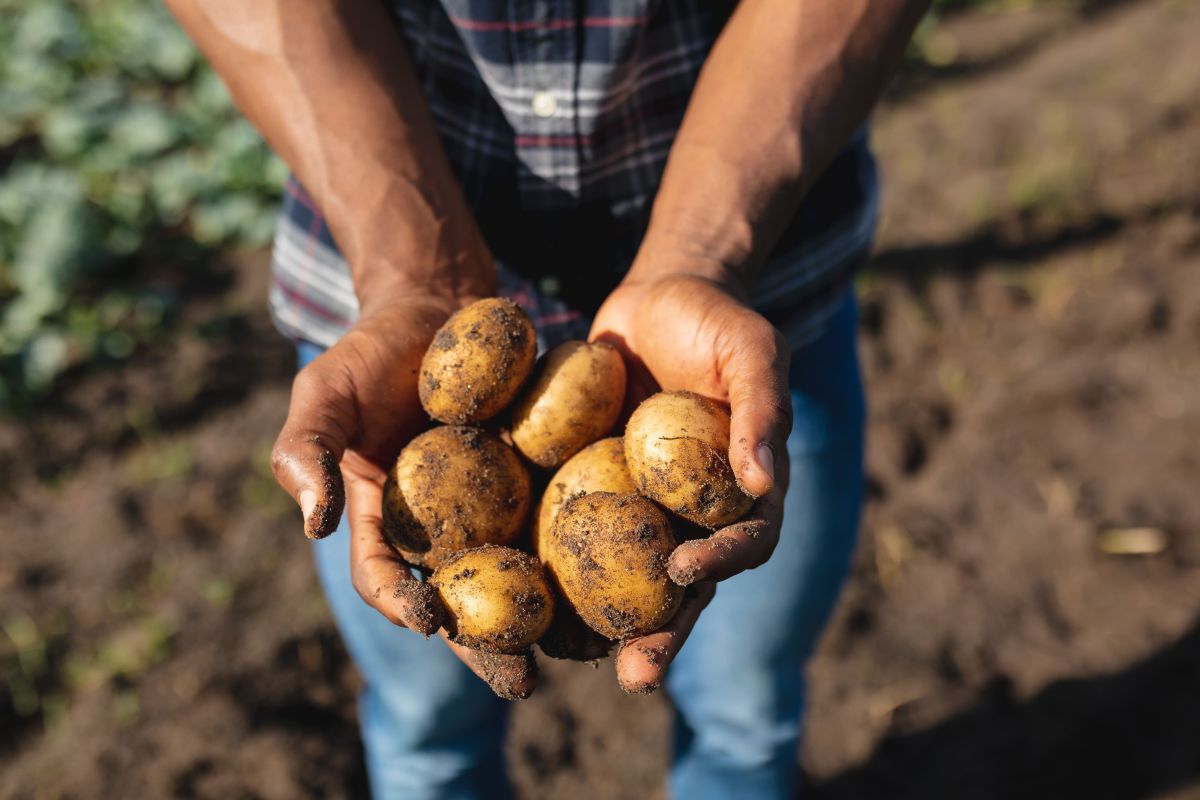 World Food Day, “Potatoes Forever!” celebra la sostenibilità - 