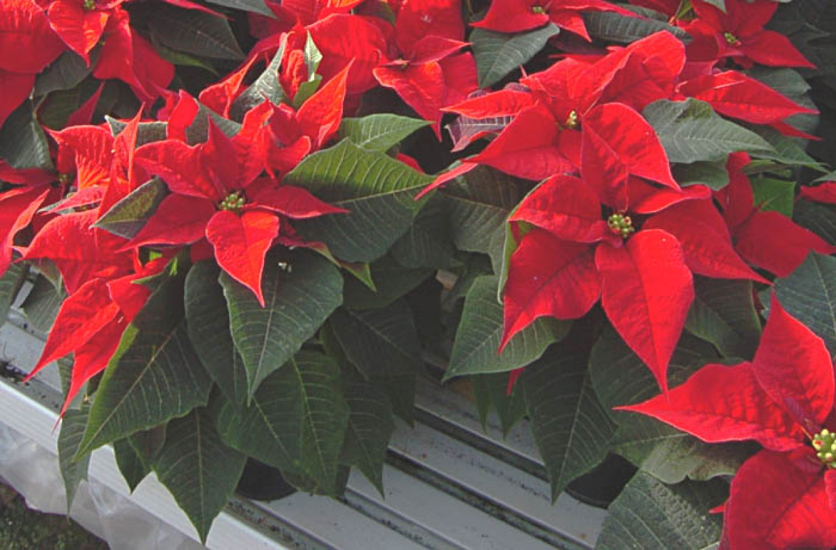 Vendita abusiva di stelle di Natale, ingente sequestro della polizia municipale - 