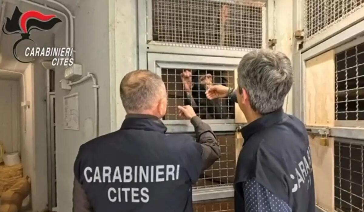Teneva in casa uno scimpanzé a rischio d’estinzione, un uomo denunciato nel Siracusano - 