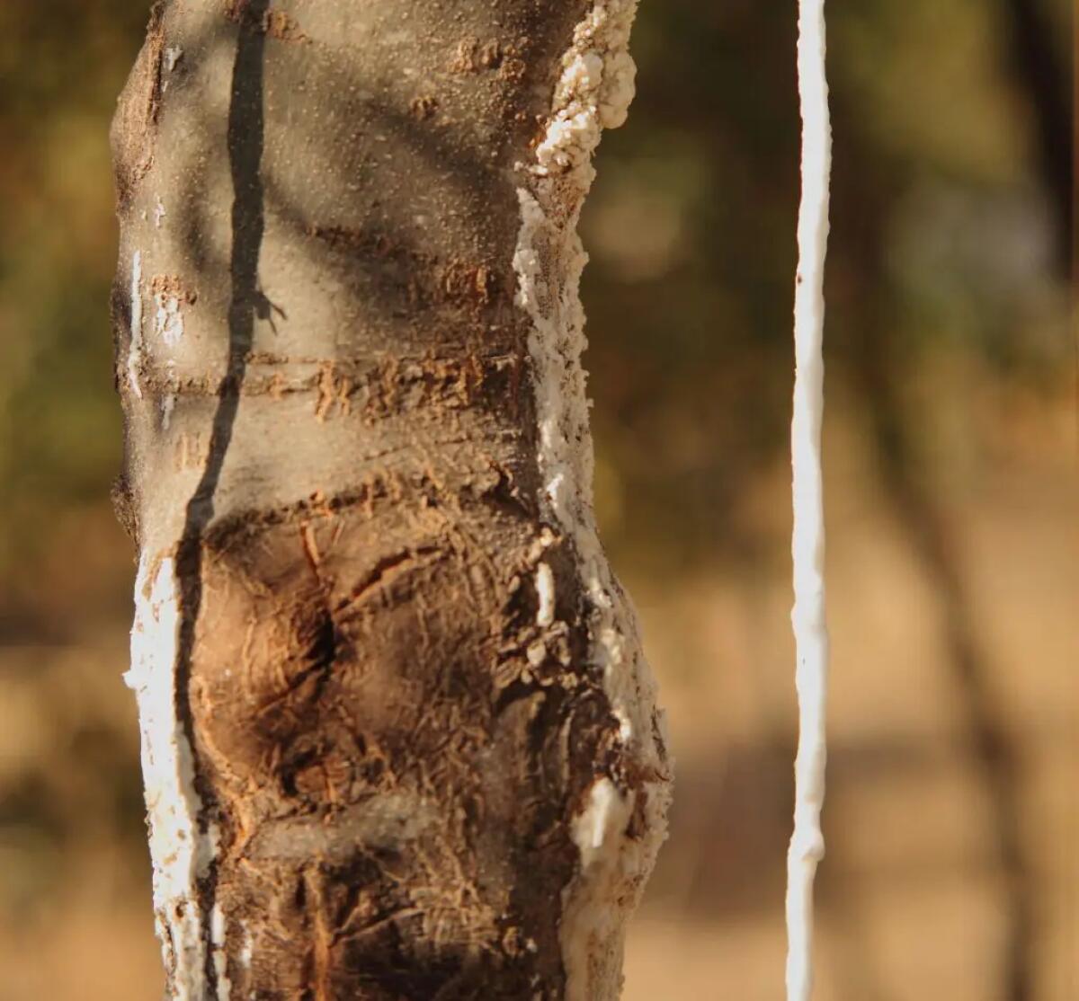 Fiasconaro porta la manna delle Madonie nei Giardini Vaticani per la Giornata dell’Albero - 