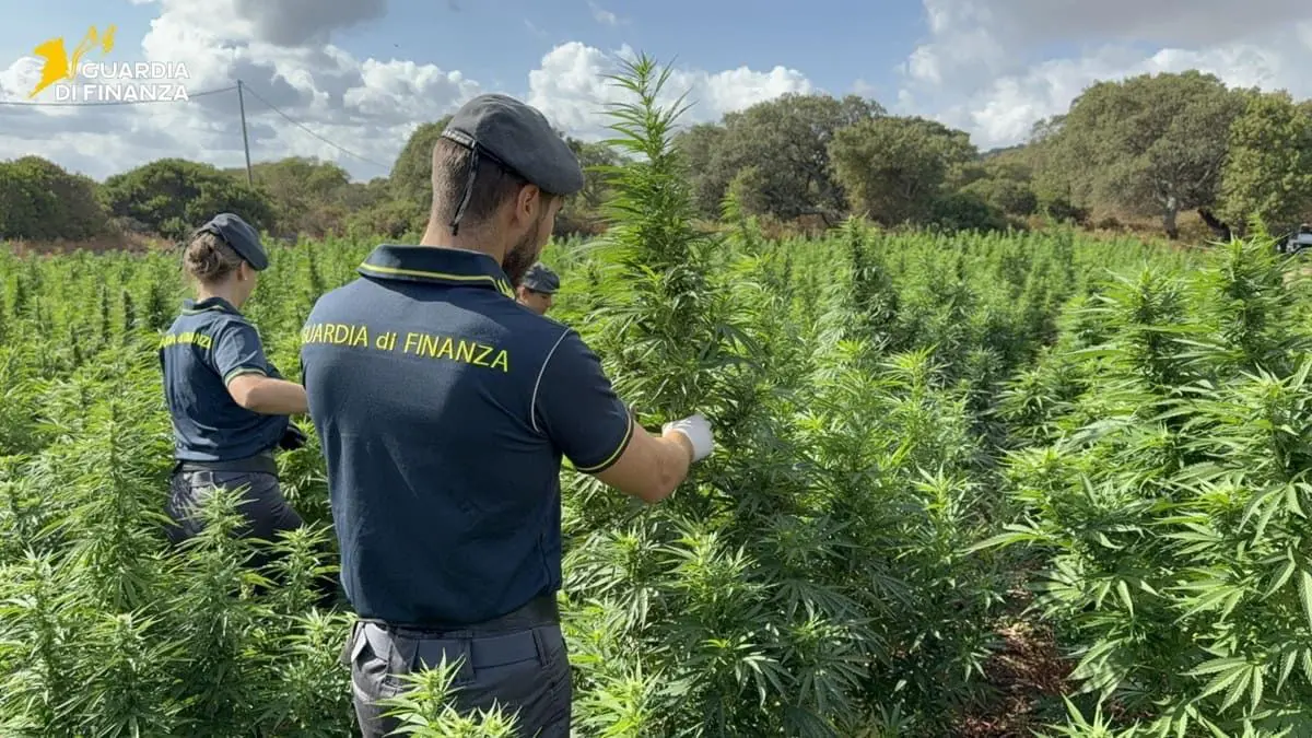 Scoperta nel Sassarese maxi piantagione di marijuana da 4.600 piante - 