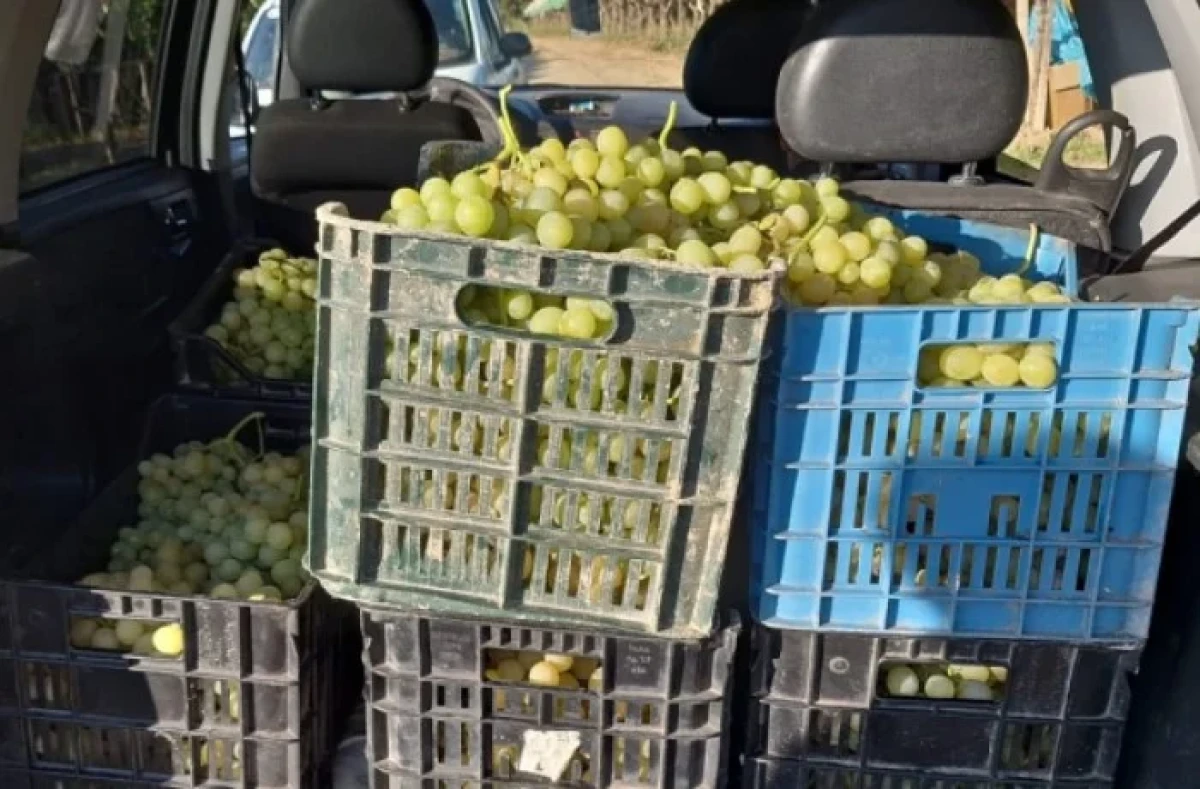 L'uva caricata sulla loro auto non fu rubata, due assolti - 