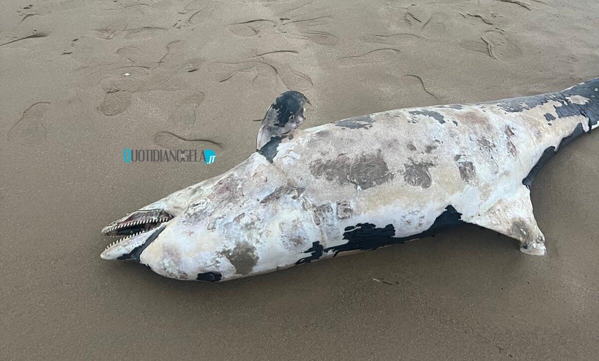 Delfino morto, spiaggiato su un tratto del lungomare - 