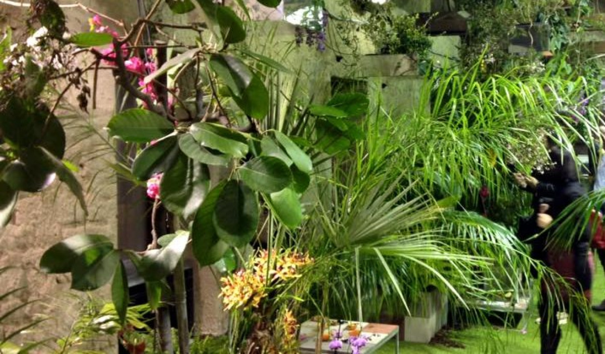 Habitat naturali riprodotti all'ex monastero delle Benedettine: parte la "Casa delle farfalle"  - 