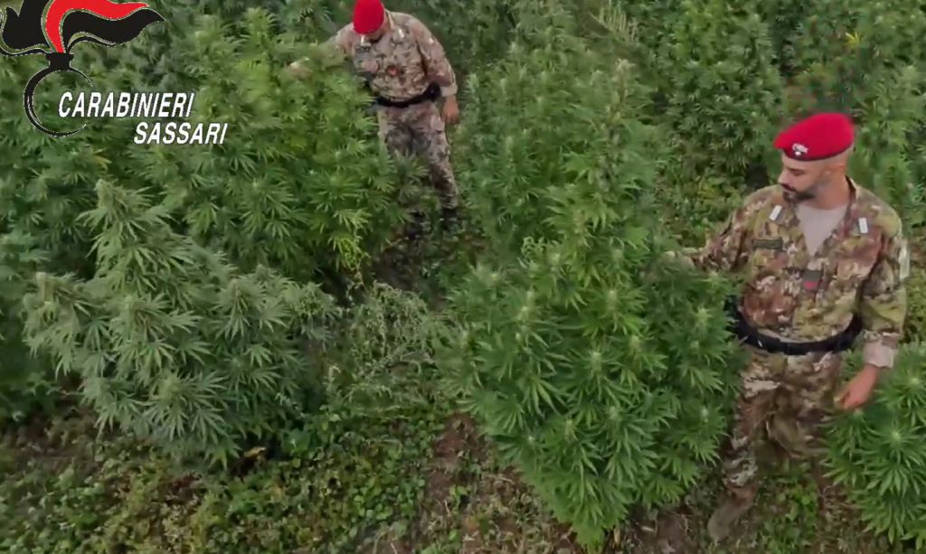 Blitz antidroga in Sardegna, 21 misure cautelari - 