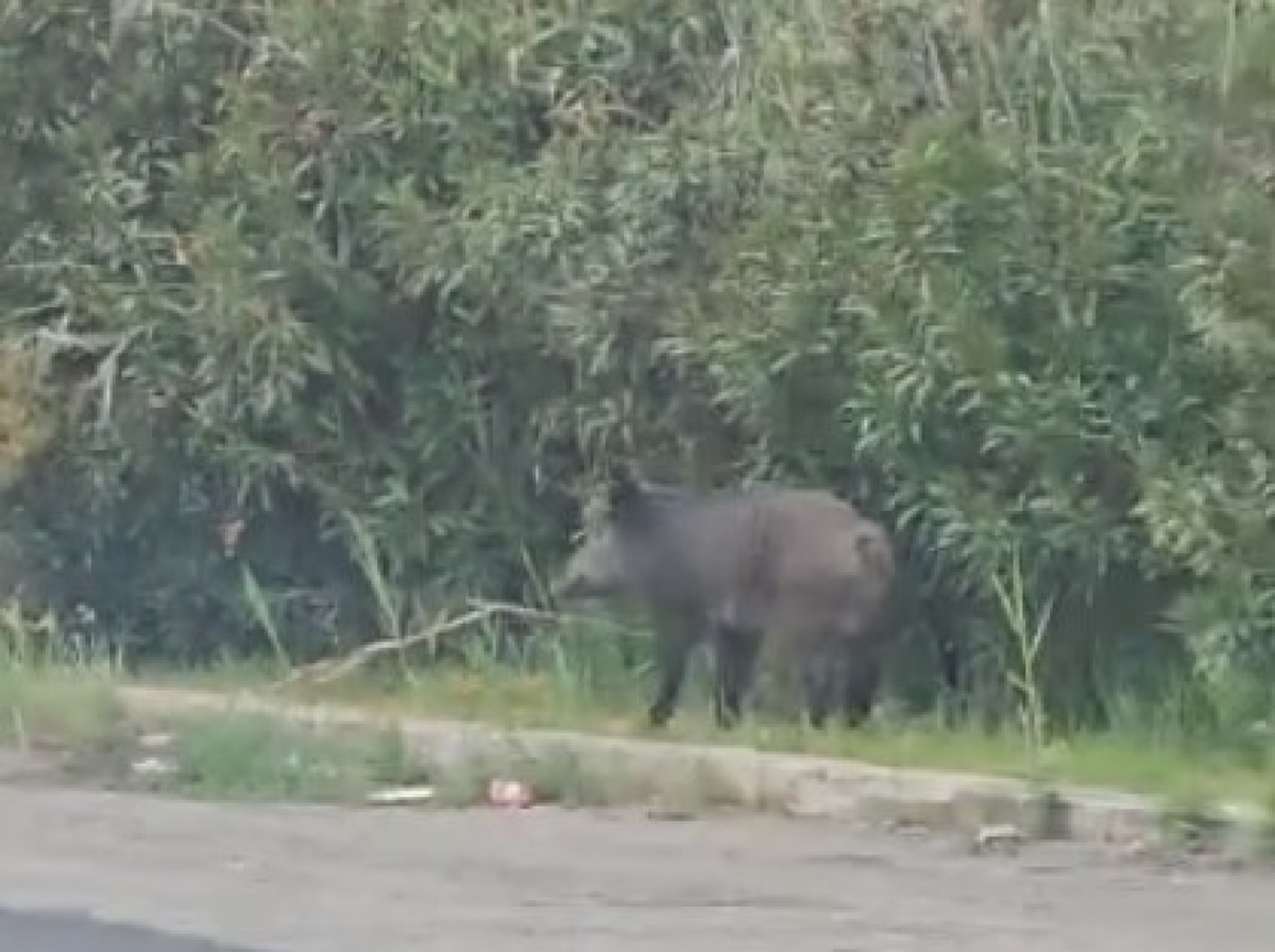 Cinghiale nel quartiere Cantina Sociale, scatta l’allerta: “State lontani, è un animale selvatico” - 