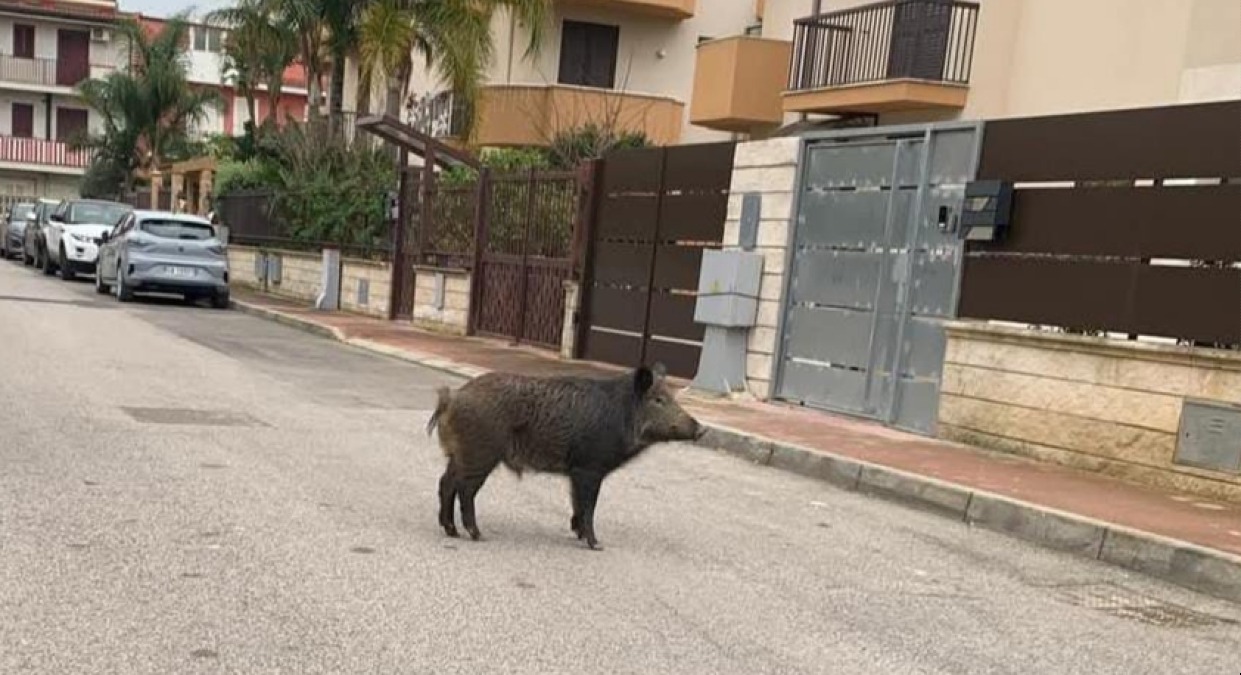 Cinghiale in città, attivate tutte le autorità competenti: "Non bisogna avvicinarsi" - 