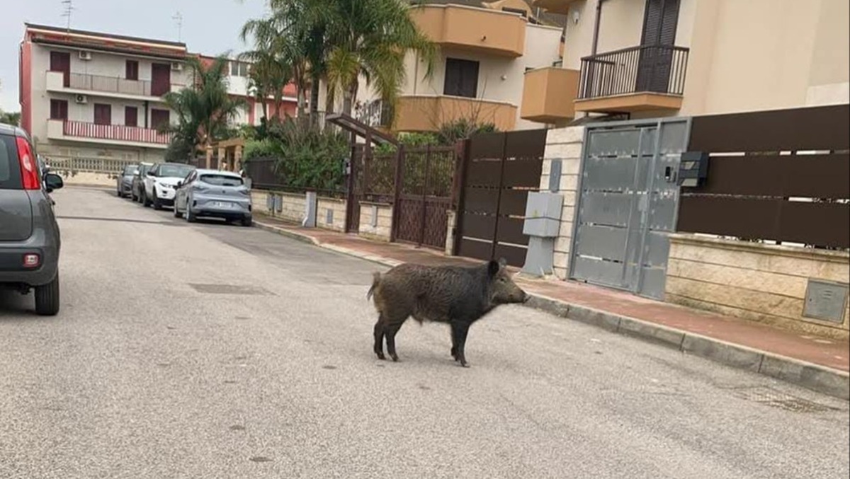 Cinghiale avvistato in periferia, poi l’allontanamento: l’animale torna verso le campagne - 