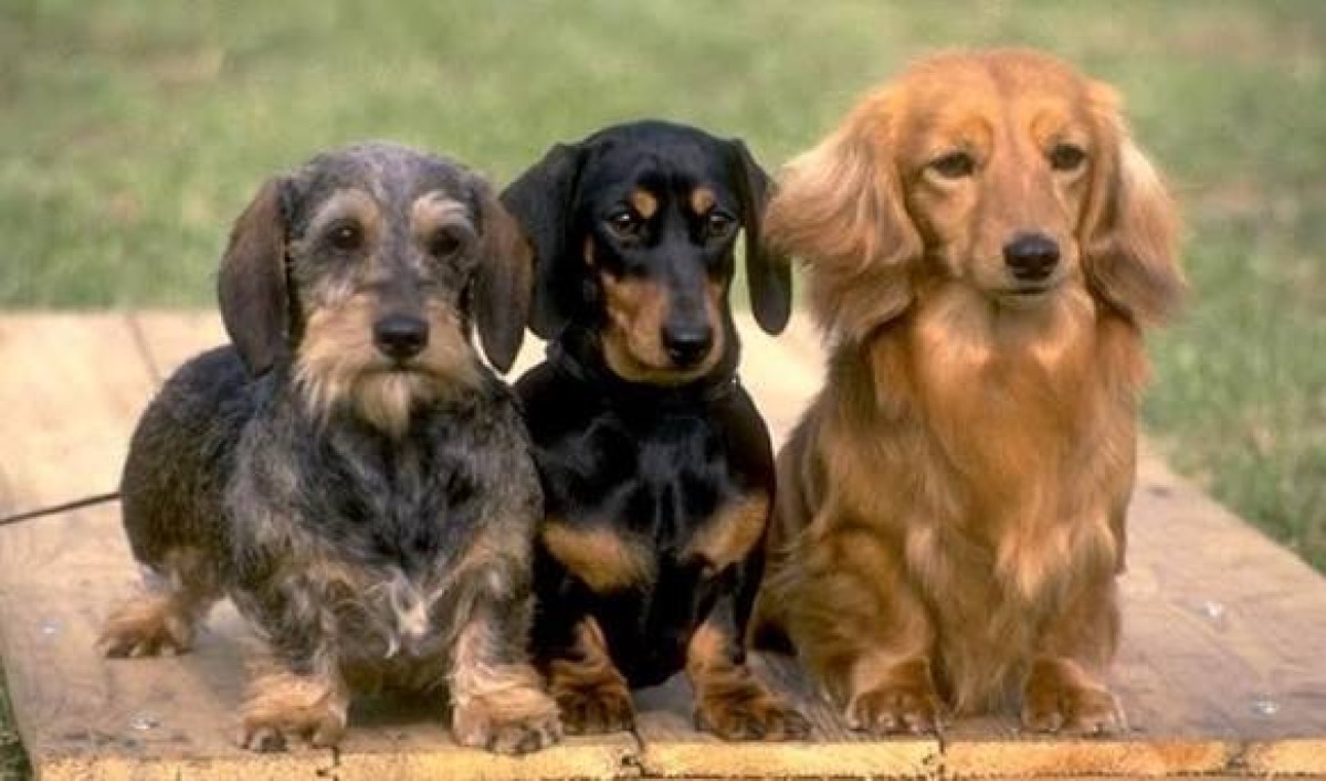 Maltrattava cani, una denuncia dopo segnalazione Wwf - 