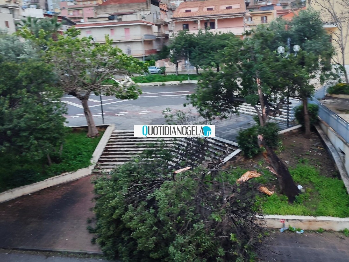 Il forte vento fa finire un albero in strada  - 