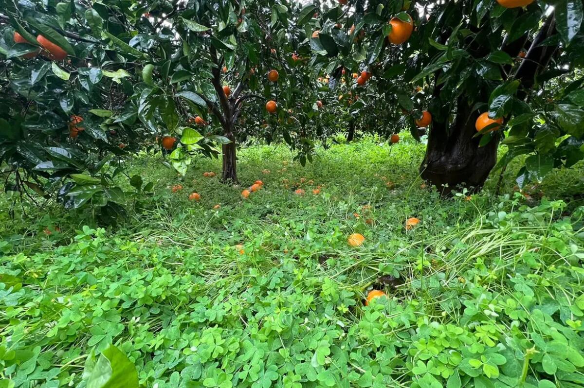 Piana di Catania flagellata dal maltempo, per l’agricoltura è già emergenza - 