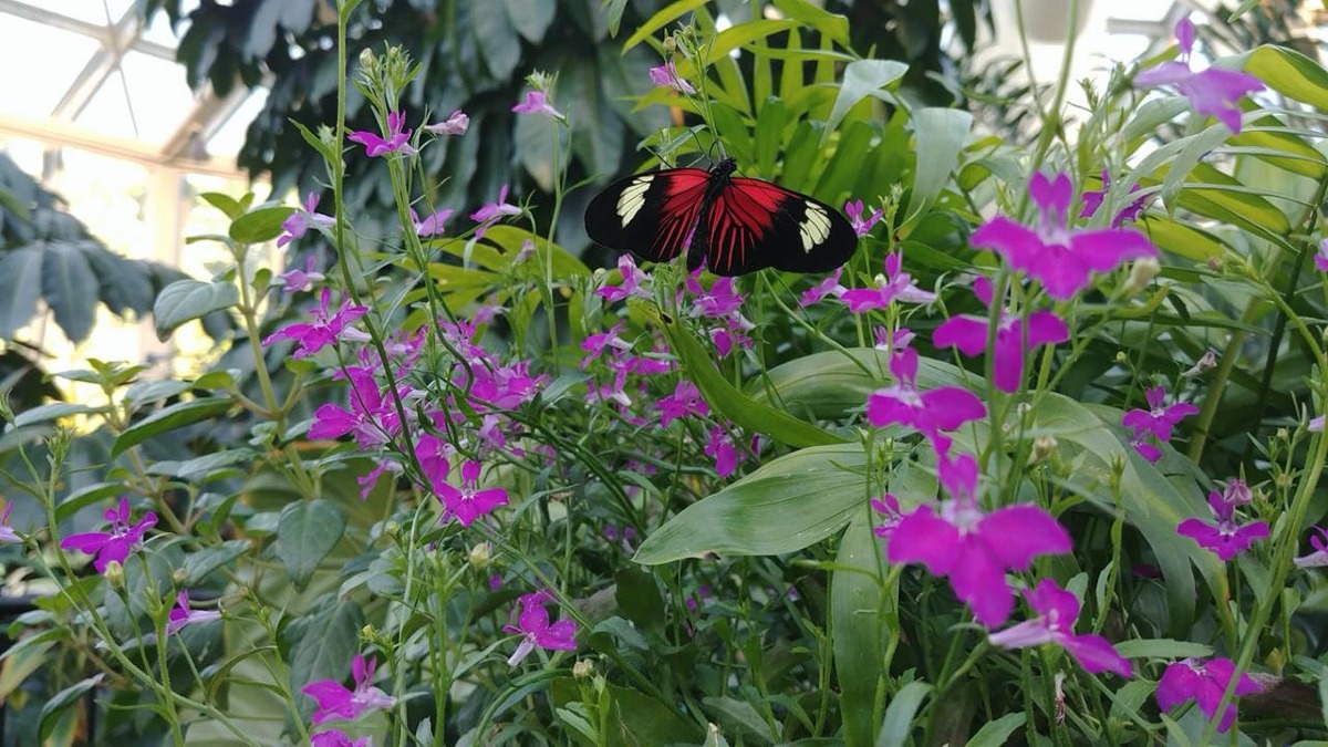 La Casa delle Farfalle a  Gela: dal 14 febbraio un viaggio tra natura, bellezza e meraviglia  - 