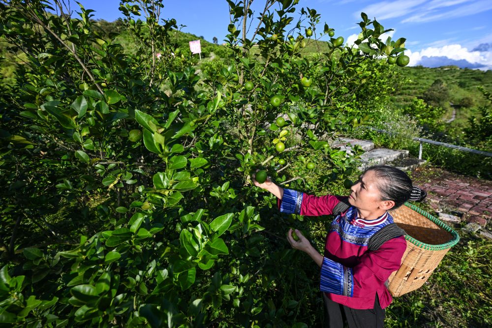 In Cina si riduce il divario di reddito fra aree urbane e rurali - 