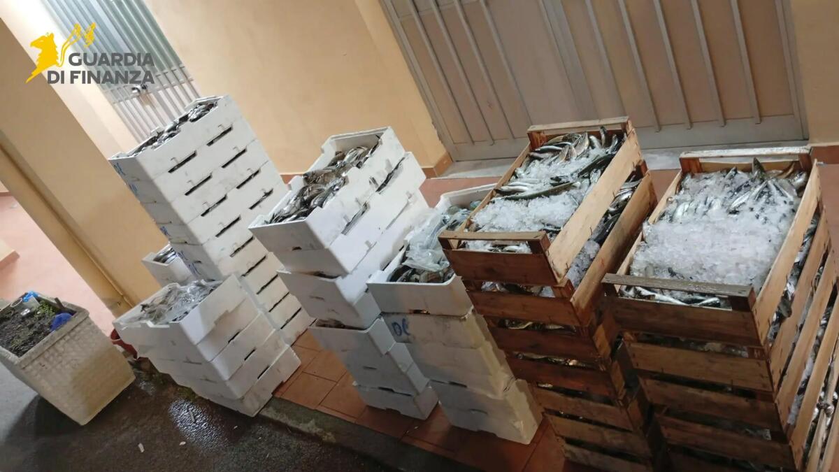Messina, sequestrata oltre mezza tonnellata di prodotti ittici privi di tracciabilità - 