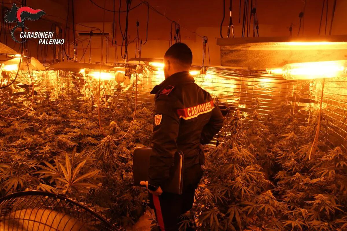 Scoperta a Carini una serra indoor per la produzione di droga, denunciate tre persone - 