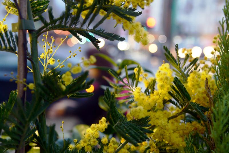 8 marzo, su Tivusat una maratona di musica al femminile da tutto il mondo - 