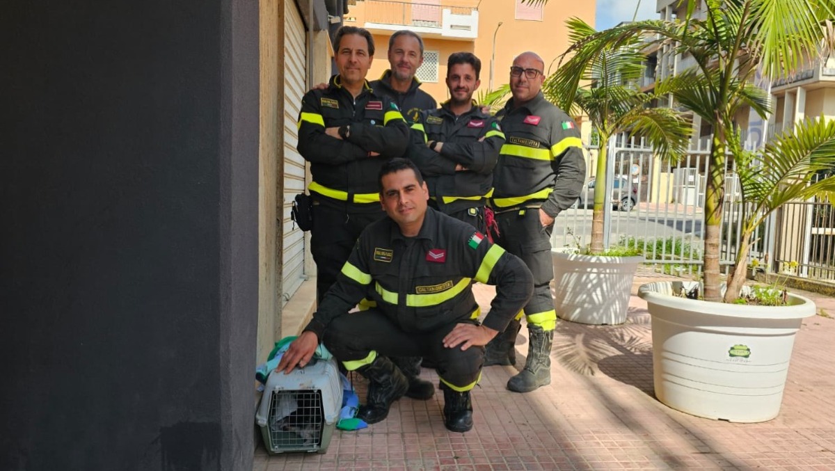 Gattino ferito salvato dai Vigili del Fuoco e dai volontari: ora lotta per sopravvivere - 