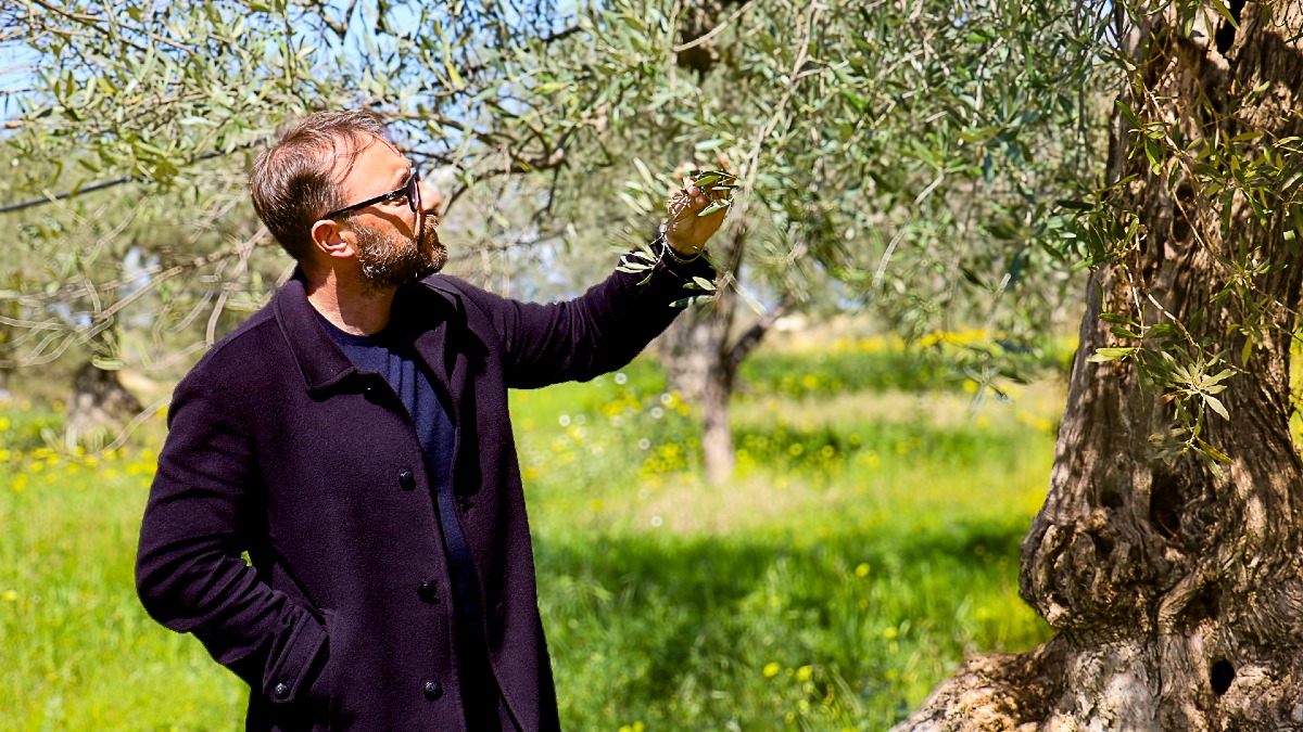 A Involio Nocellara del Belice raccolta 2025/26 di Casa Grazia le 5 gocce di eccellenza "Bibenda" - 