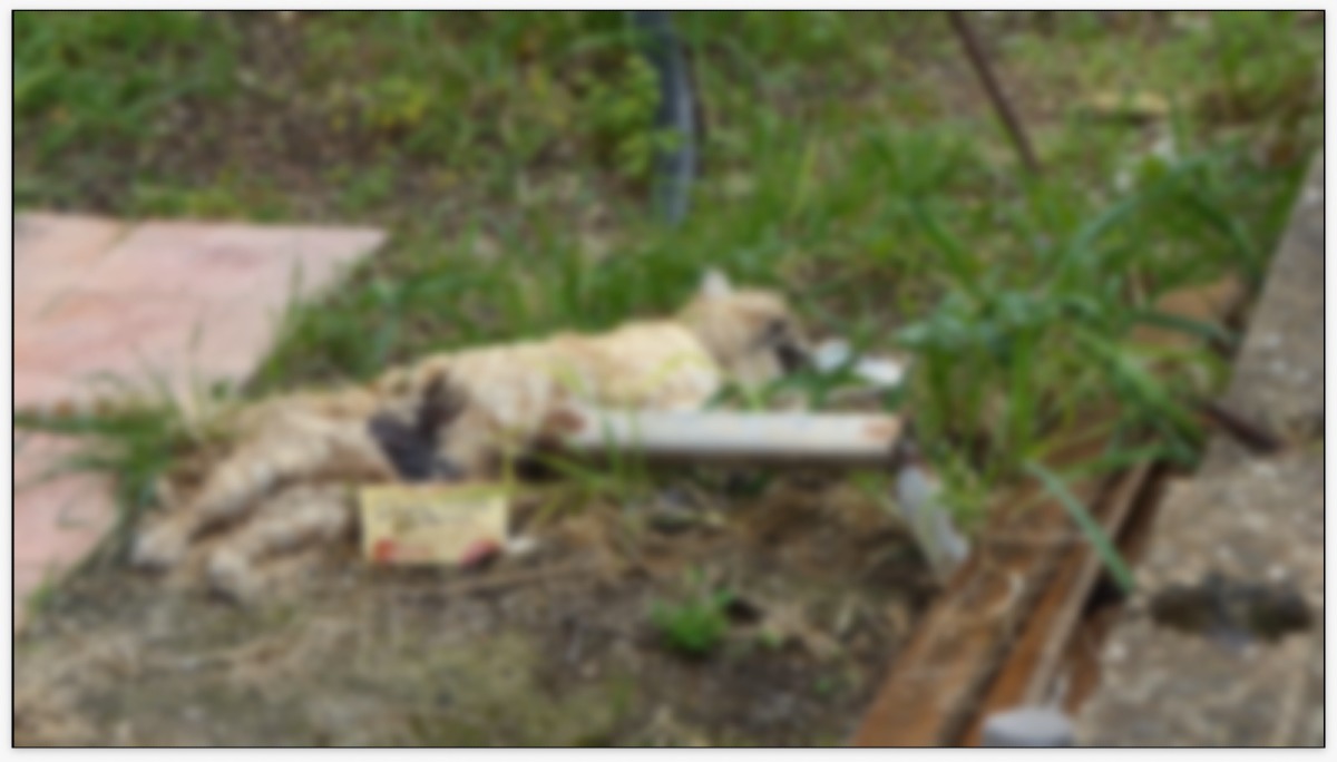 Gatto infilzato ad un palo, i volontari denunciano l’ emergenza randagi - 