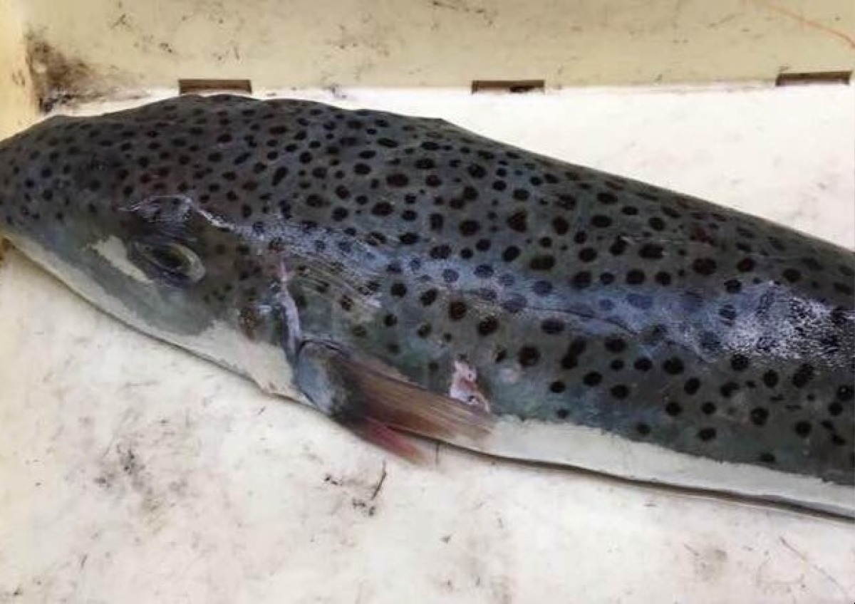 Pesce palla maculato nelle acque locali, "attenzione è estremamente tossico" - 