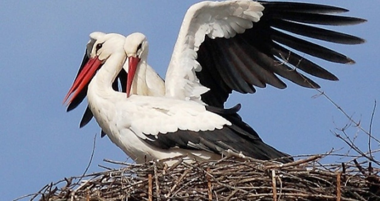 Biviere "capitale" delle cicogne, presenza in aumento: polmone di biodiversità  - 
