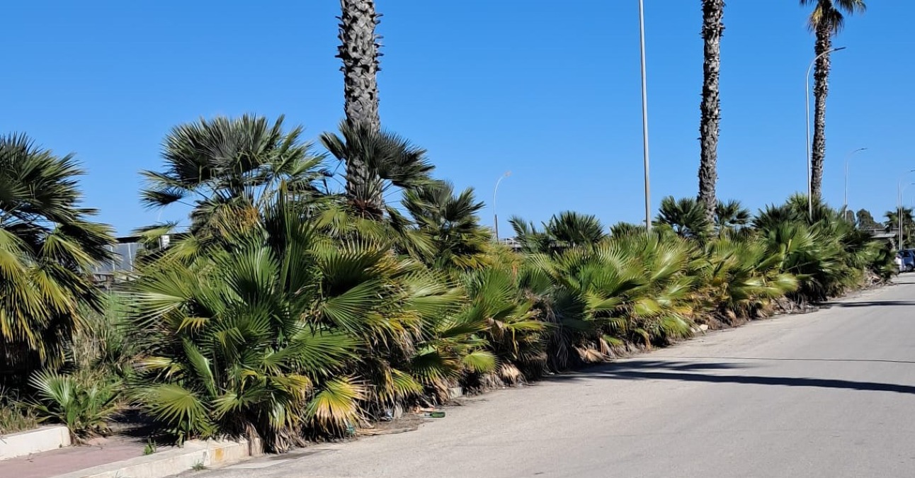 Via Australia, marciapiede invaso dalla vegetazione - 