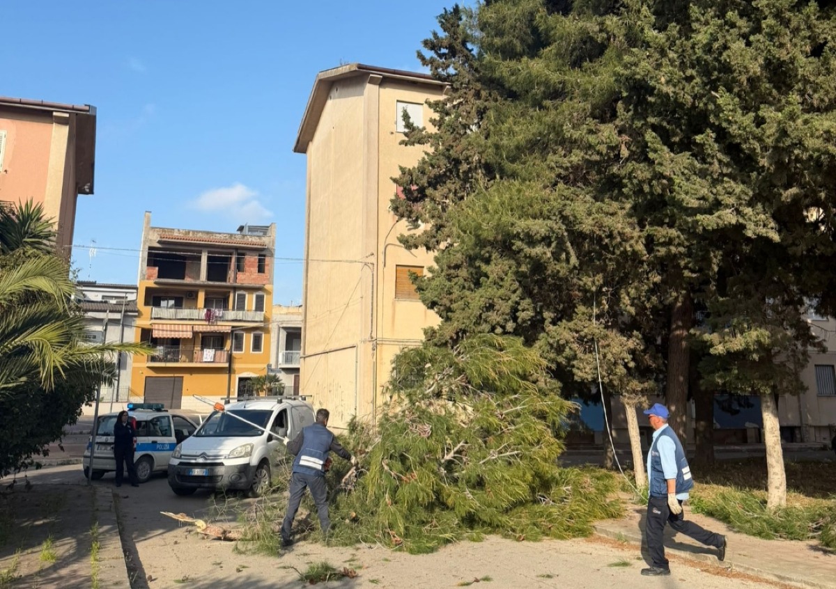 Giardinelli, grosso ramo si stacca e finisce in strada  - 