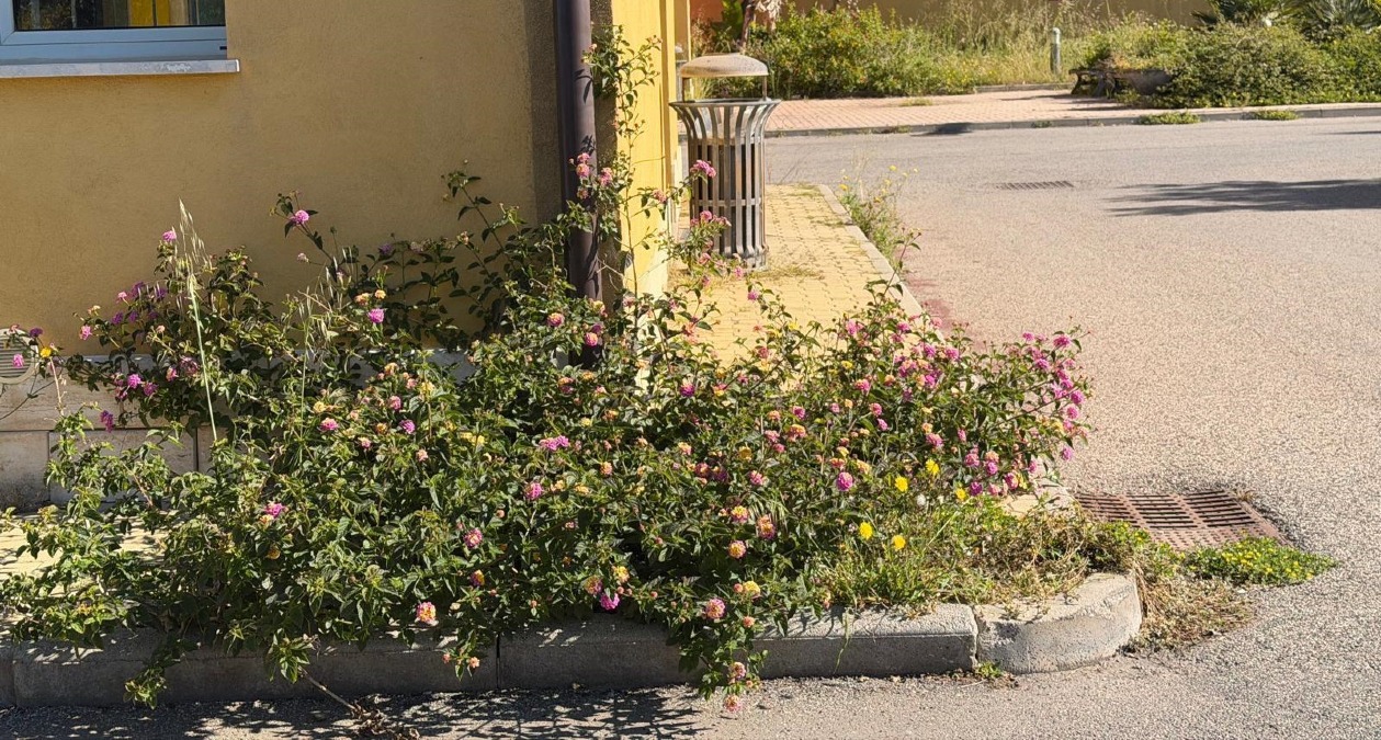 Radioterapia, verde incolto sempre più folto nelle aree esterne della struttura - 