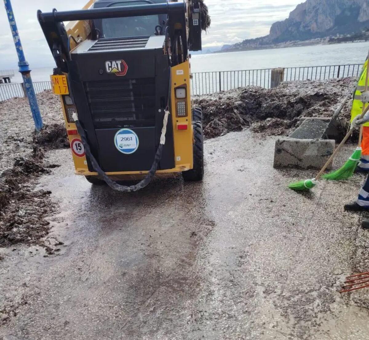 Al via la pulizia straordinaria del litorale di Mondello: rimozione della posidonia - 