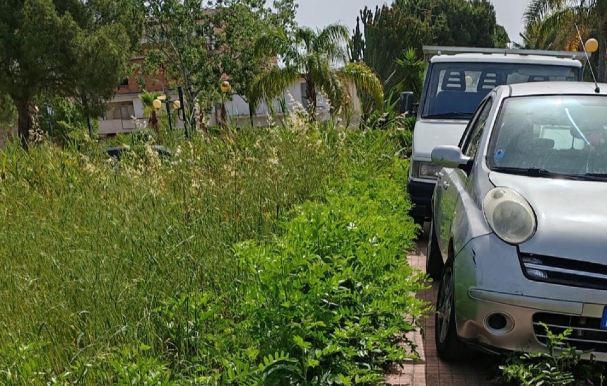 Verde incolto e pulizia, Cirignotta: "Situazione allarmante, subito piano di interventi" - 