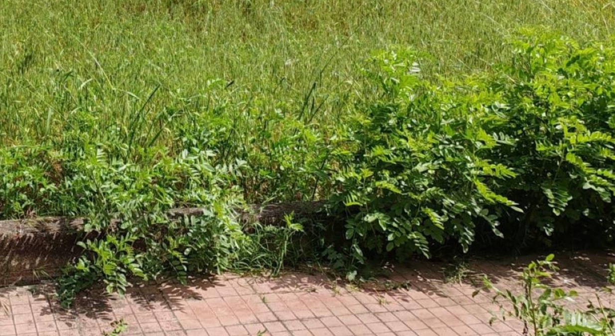 Pulizia e decoro, Fava: "Da Cirignotta appello strumentale, c'è piano preciso" - 