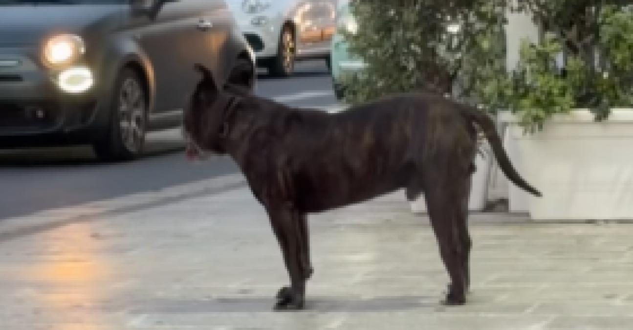 Pit bull libero a Caposoprano, ha aggredito un altro cane in un'attività commerciale - 