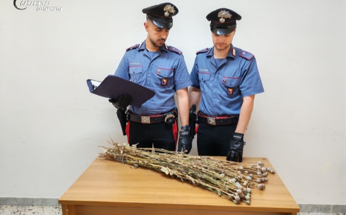 Niscemi, coltivavano oppio in un'area interdetta per la frana: due denunciati  - 