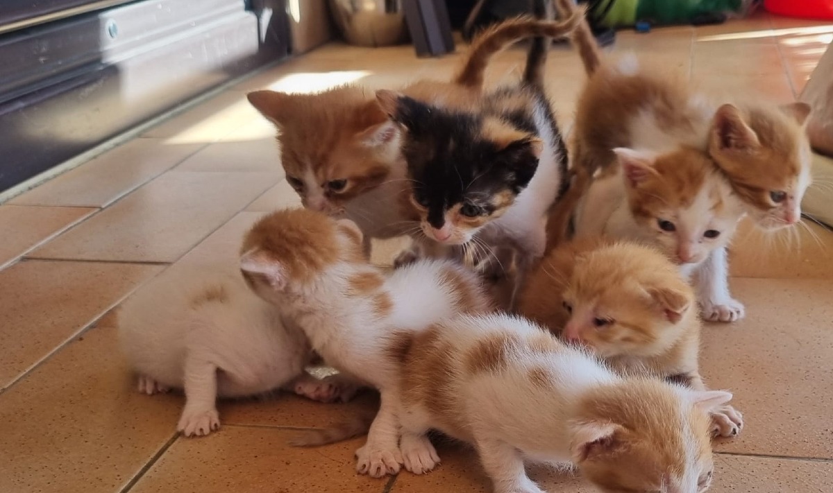 Aria Nuova e Amici della terra, "troppi gatti in strada rischiano di essere uccisi, serve ricovero pubblico" - Alcuni gatti accuditi da Amato