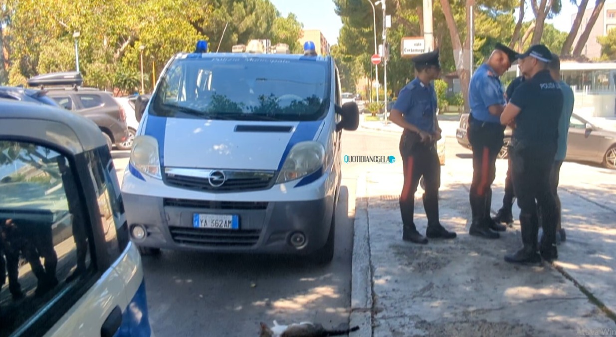 Randagismo fuori controllo in città, ritardo soccorsi e istituzioni assenti - L'incidente a Macchitella che ha causato la morte di un gatto