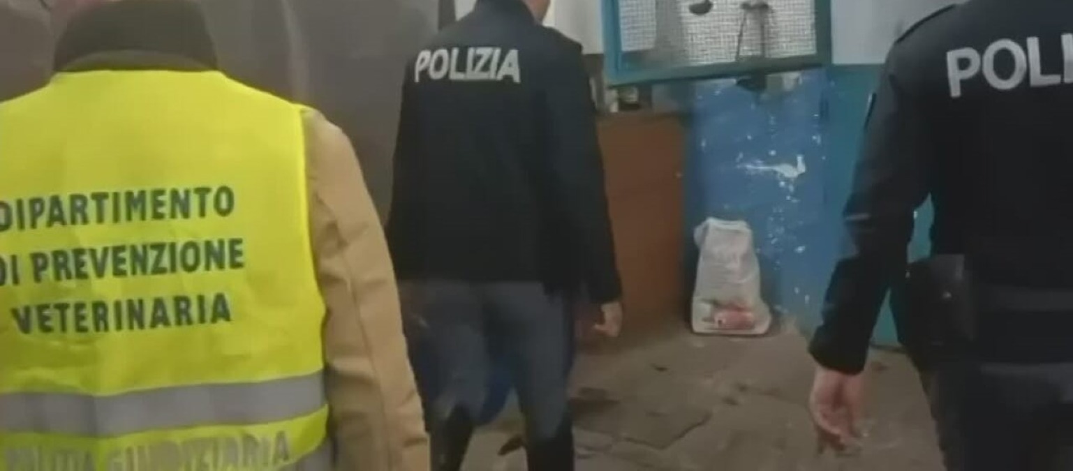 Un cavallo in un garage a ridosso di via Venezia, "condizioni non idonee": va trasferito