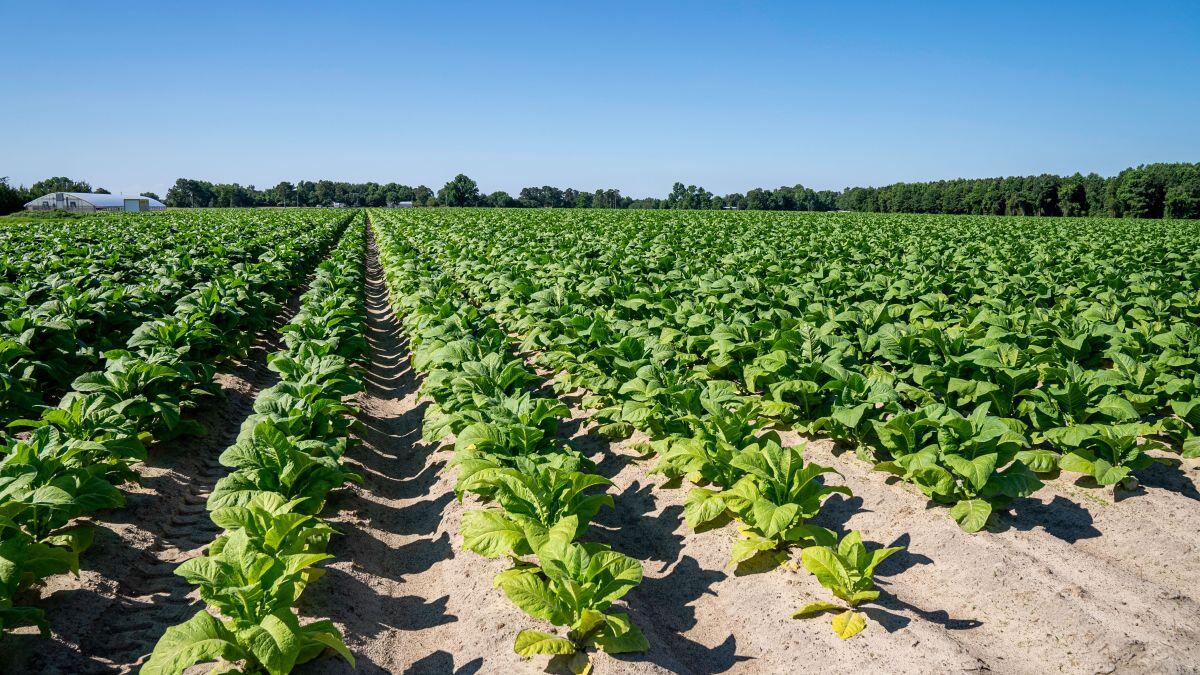Tabacco, UNITAB Europa “L’Ue valuti l’impatto degli interventi normativi” - 
