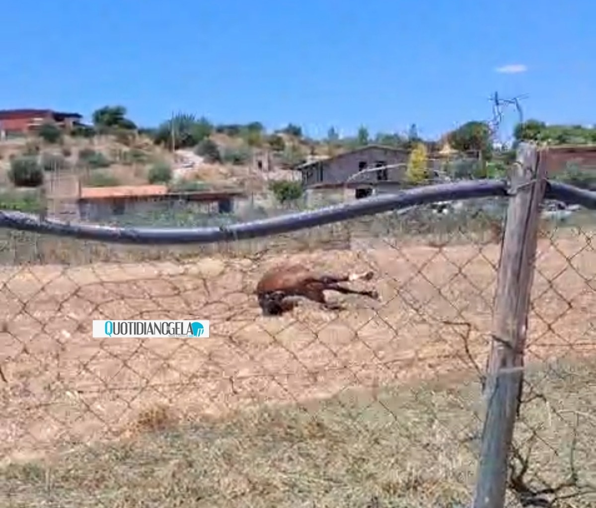 Un cavallo morto in un terreno a ridosso della Gela-Manfria  - 