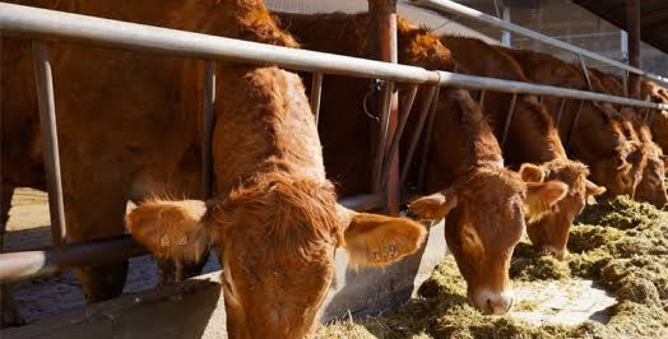 Temperature cocenti e carenza idrica, autobotte per gli allevatori: "Animali rischiano di morire" - 
