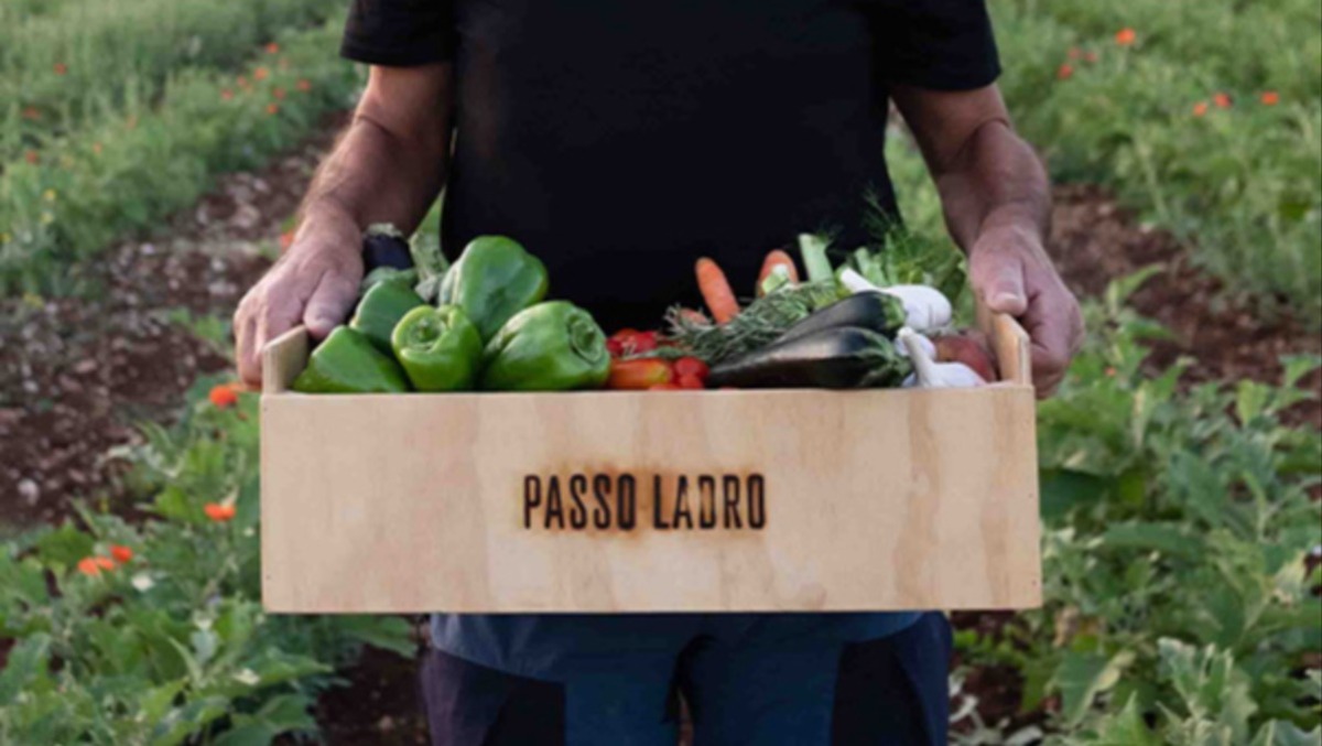 I nuovi colori delle campagne siciliane: come il clima sta ridisegnando i frutteti dell'isola - 
