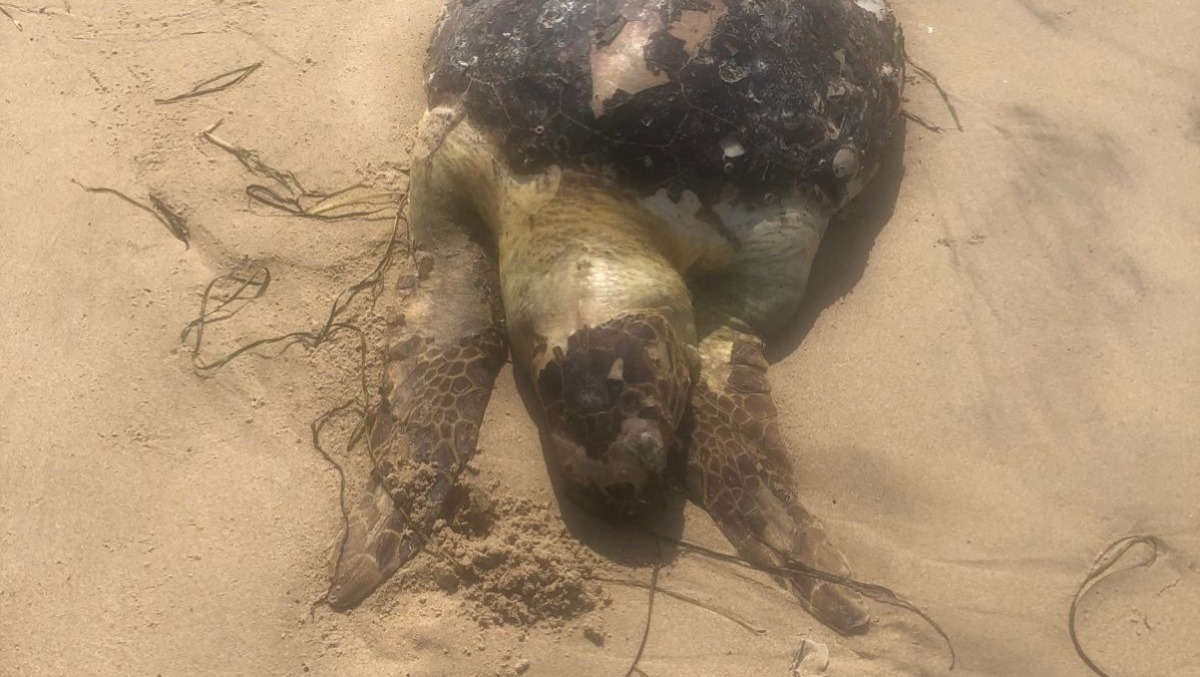 Gela, tartaruga marina morta in spiaggia - 