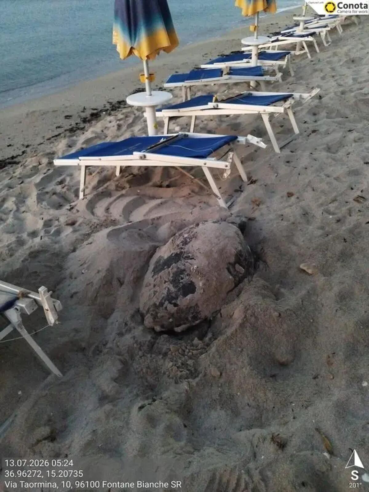 Tartarughe marine, oltre 80 le nidificazioni in Sicilia - 