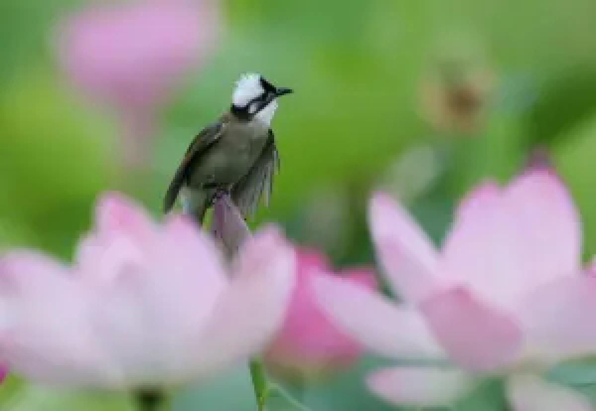 Cina, stretta sulla caccia illegale agli uccelli e i reati contro fauna selvatica - 