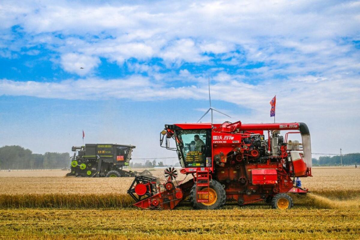 Cina, per la prima volta il raccolto di cereali estivi supera 150 mln tonnellate - 