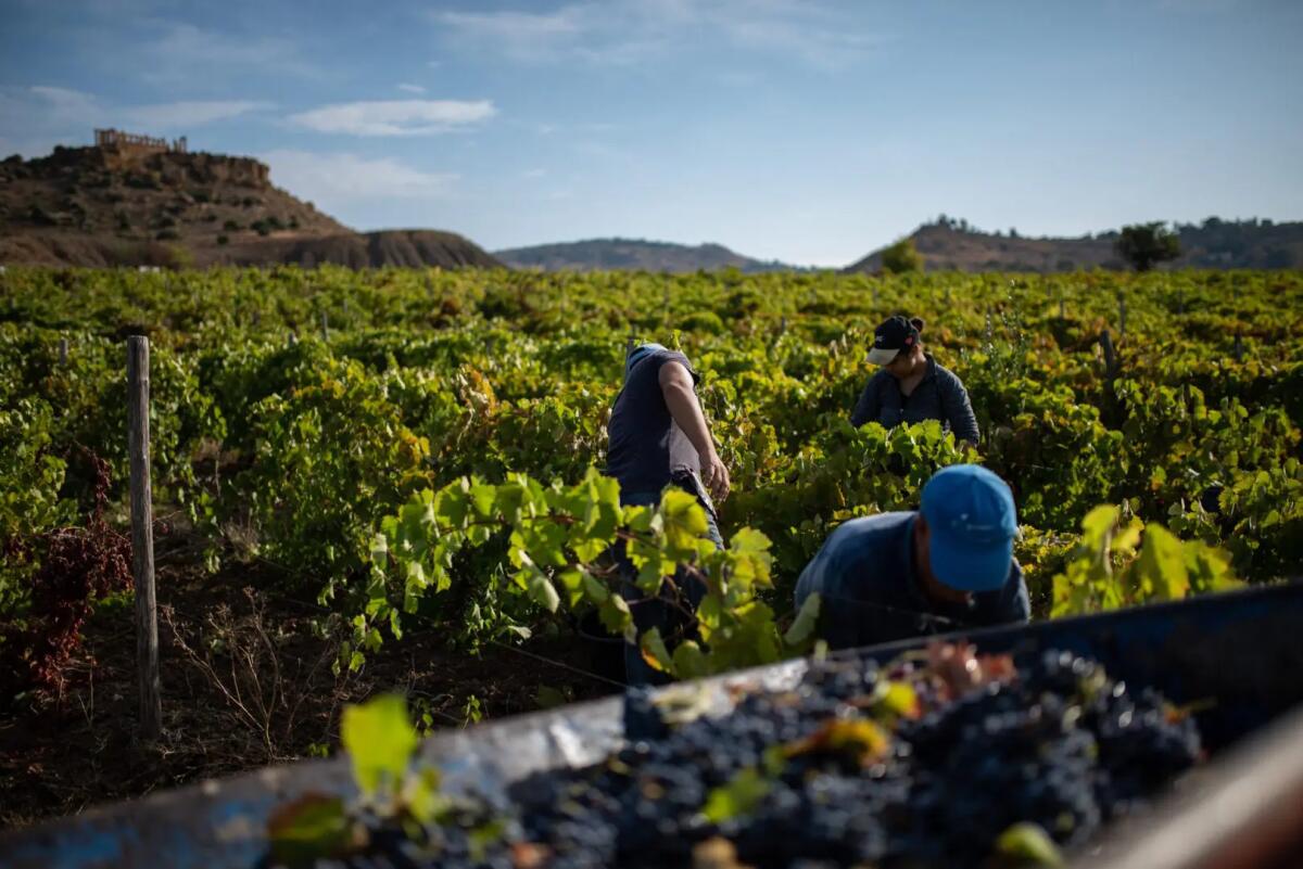 Inizia la vendemmia 2026 in Sicilia, un viaggio lungo cento giorni - 