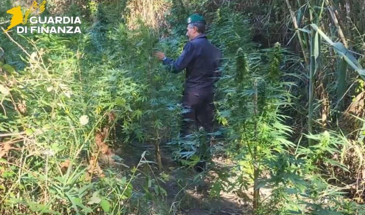 Catanzaro, scoperte due piantagioni di Canapa Indiana lungo il fiume Corace - 