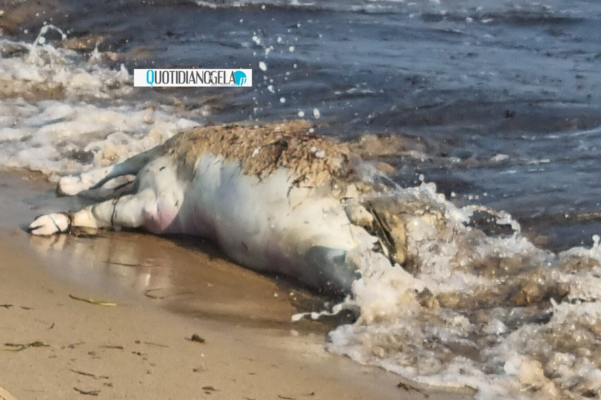 Una pecora morta ritrovata in mare - 