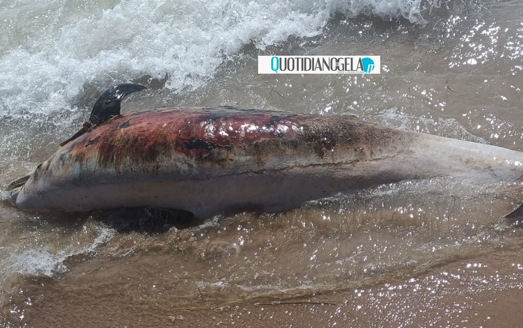 Lungomare, un delfino morto trasportato dalla corrente a riva - 