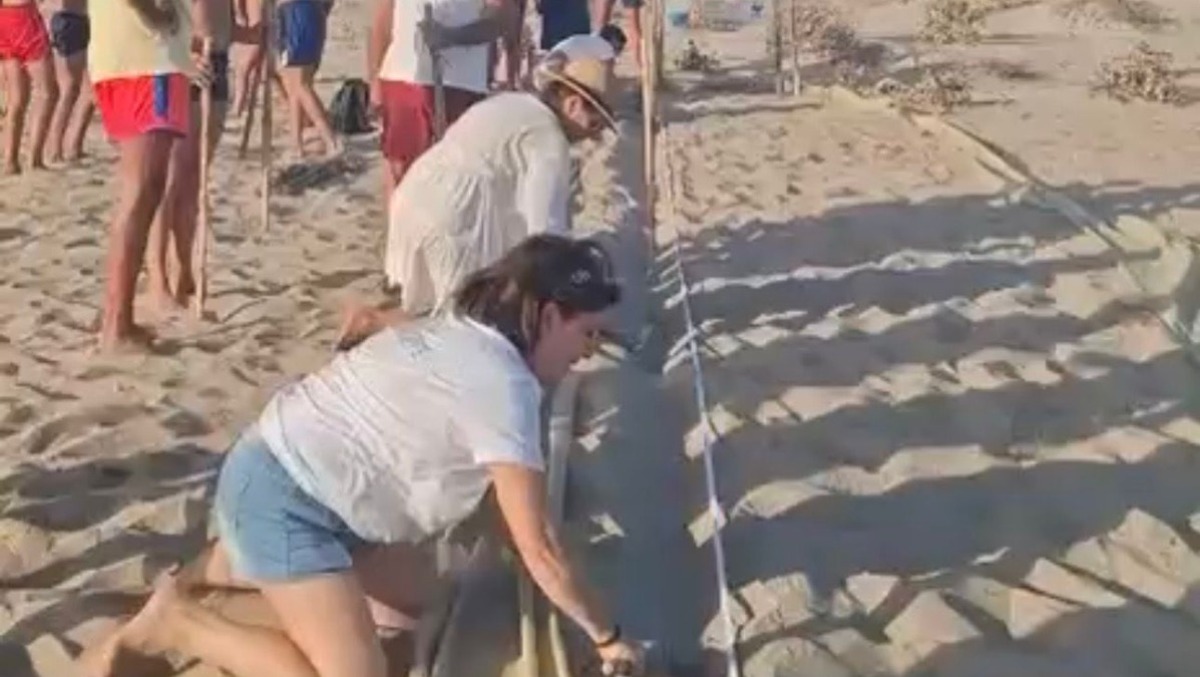 Caretta caretta, a Gela si attende una nuova schiusa di 26 uova - 